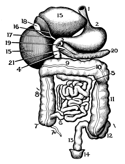 Image unavailable: The Digestive Organs. (Viewed from the front.)