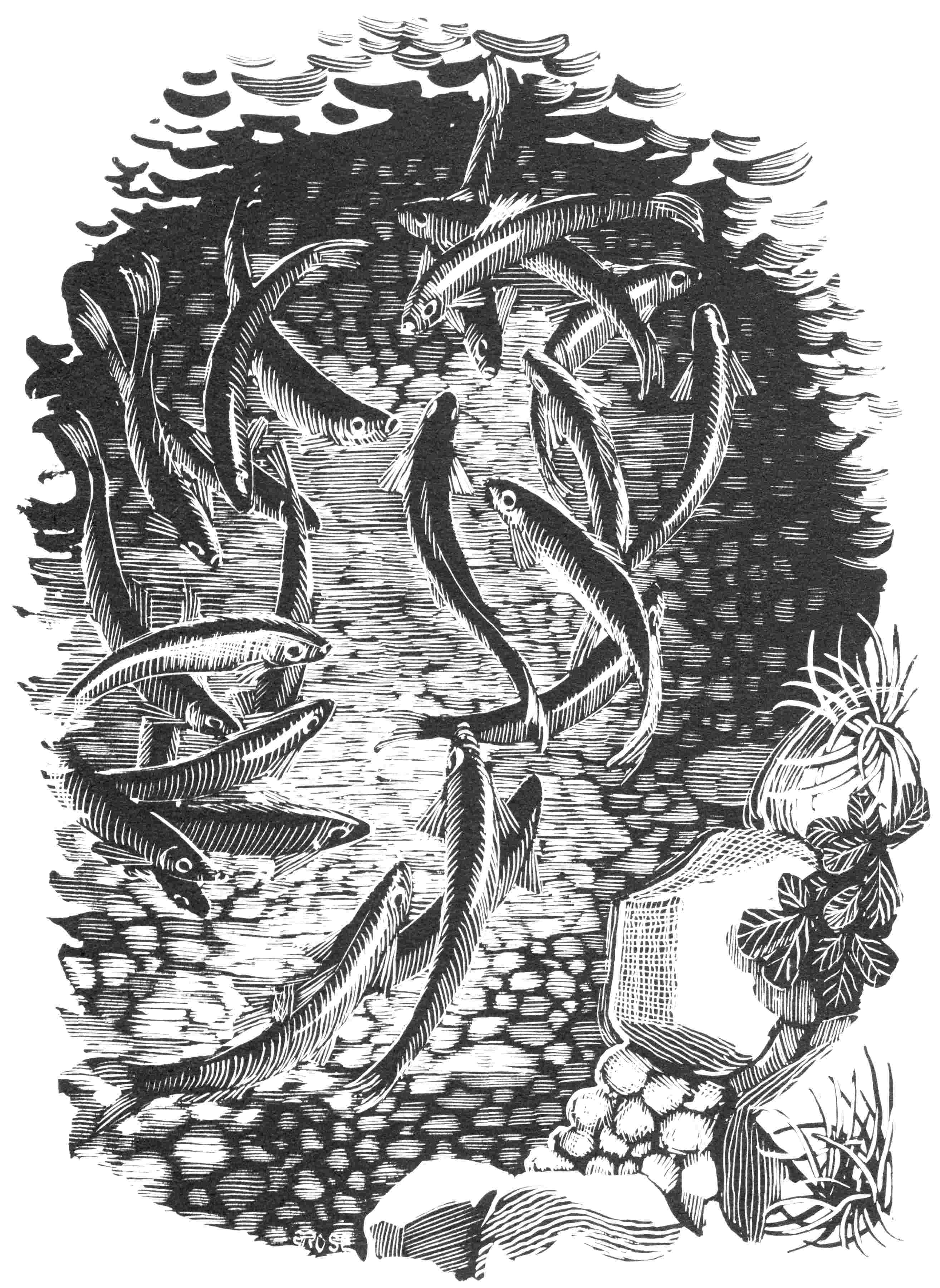 Fish Swimming
