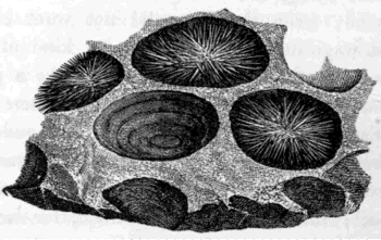 URCHINS IN A ROCK.