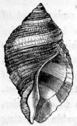 PURPURA LAPILLUS.