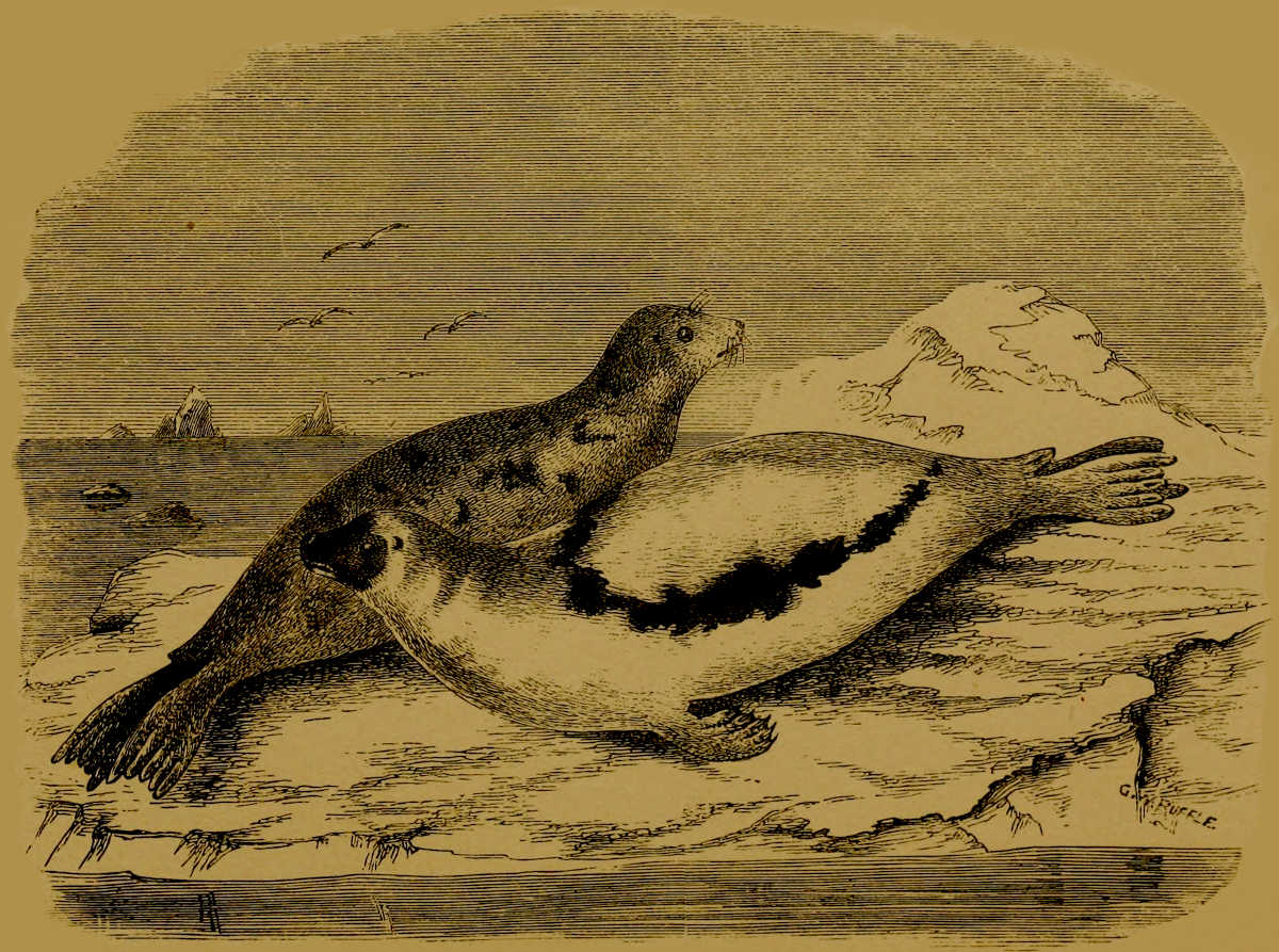 Greenland Seal
