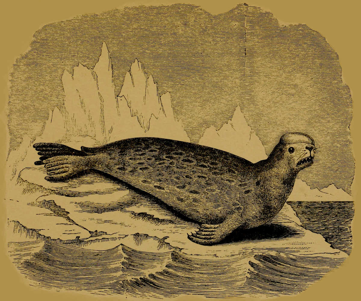 Hooded Seal