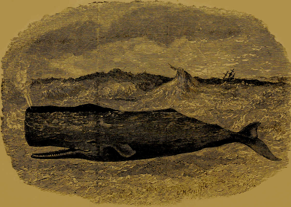 Sperm Whale