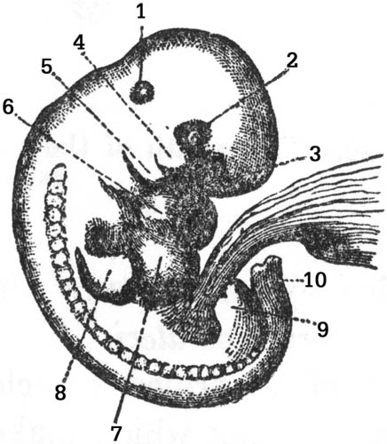 Figure 21
