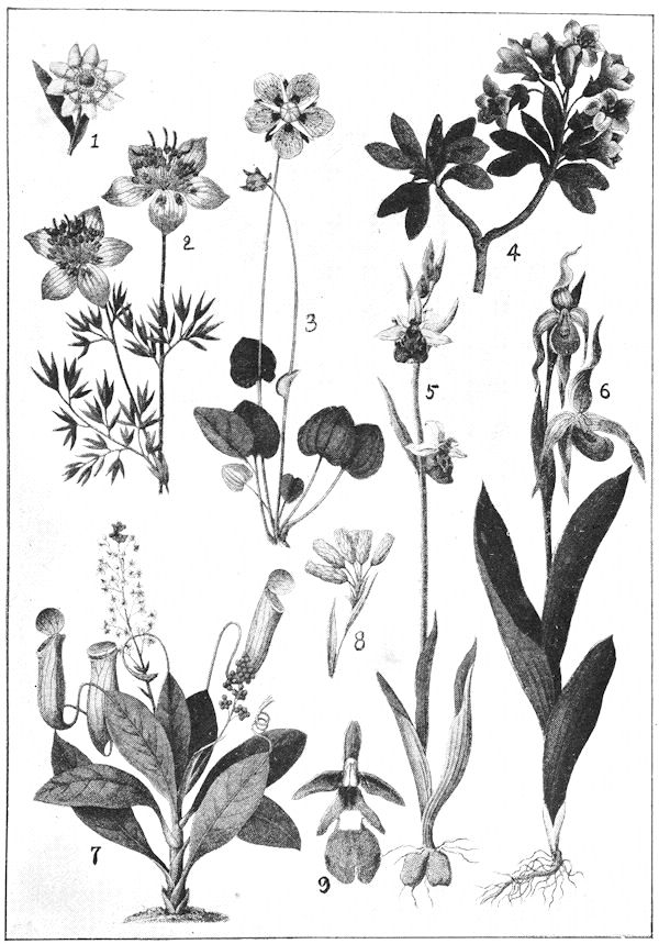 Drawings of various flowers