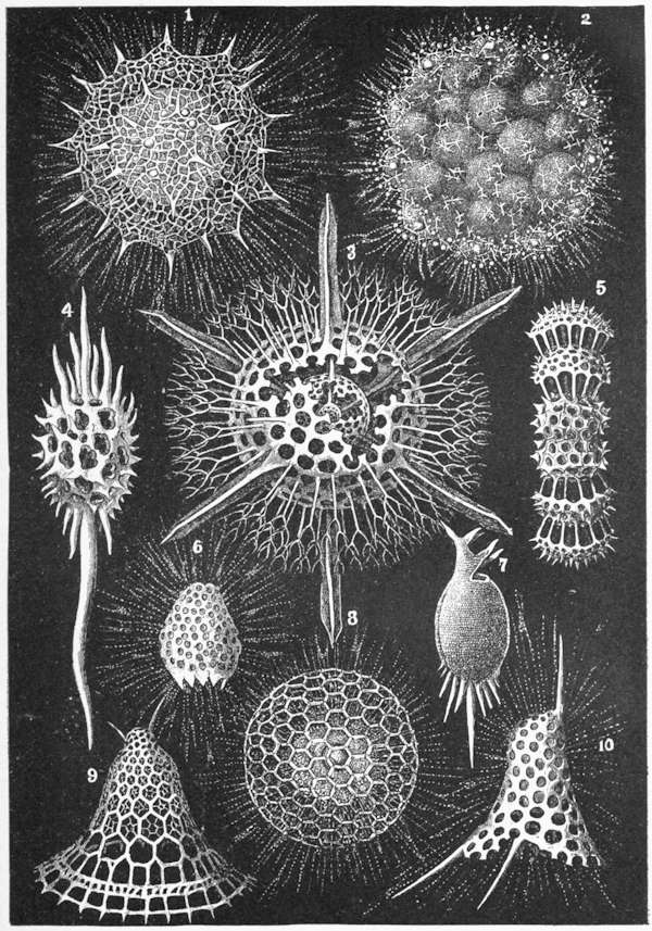 unicellular eukaryotes