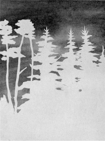THROUGH PINE FOREST THROUGH PINE FOREST