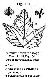 Platanus aceroides.