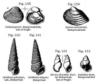 Fig. 158: Corbula pisum. Fig. 159: Cyrena semistriata. Fig. 160: Cerithium plicatum. Fig. 161: Cerithium elegans. Fig. 162: Rissoa Chastelii. Fig. 163: Paludina lenta.