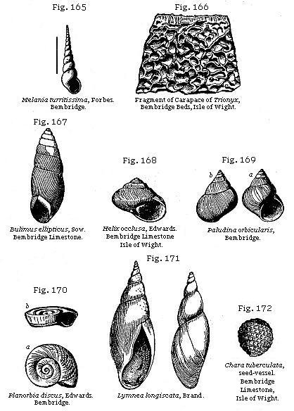 Fig. 165: Melania turritissima, Fig. 166: Fragment of Carapace of Trionyx, Fig. 167: Bulimus ellipticus, Fig. 168: Helix occlusa, Fig. 169: Paludina orbicularis, Fig. 170: Planorbis discus, Fig. 171: Lymnea longiscata, Fig. 172: Chara tuberculata.