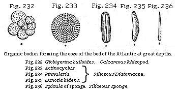 Fig. 232: Globigerina bulloides, Calcareous Rhizopod. Fig. 233: Actinocyclus, Fig. 234: Pinnularia, Fig. 235: Eunotia bidens, Siliceous Diatomaceæ. Fig. 236: Spicula of sponge, Siliceous sponge.