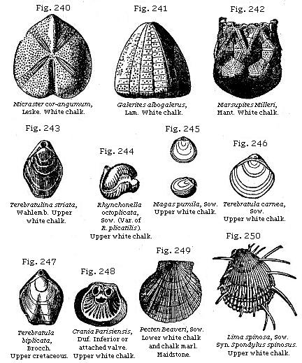 Fig. 240: Micraster cor-angumum. White chalk. Fig. 241: Galerites albogalerus. White chalk. Fig. 242: Marsupites Milleri. White chalk. Fig. 243: Terebratulina striata. Upper white chalk. Fig. 244: Rhynchonella octoplicata. Upper white chalk. Fig. 245: Magas pumila. Upper white chalk. Fig. 246: Terebratula carnea. Upper white chalk. Fig. 247: Terebratula biplicata. Upper cretaceous. Fig. 248: Crania Parisiensis. Inferior or attached valve. Upper white chalk. Fig. 249: Peten Beaveri. Lower white chalk and chalk marl. Fig. 250: Lima spinosa. Upper white chalk.