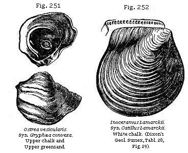 Fig. 251: Ostrea vesicularis. Upper chalk and upper greensand. Fig. 252: Inoceramus Lamarckii. White chalk.