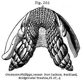Fig. 261: Cestracion Phillipi; recent.