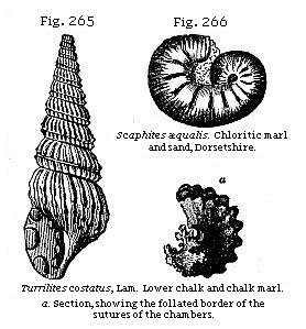 Fig. 265: Turrilites costatus. Lower chalk and chalk marl. Fig. 266: Scaphites æqualis. Chloritic marl and sand, Dorsetshire.