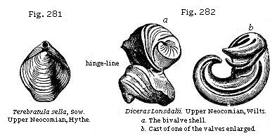 Fig. 281: Terebratula sella. Fig. 282: Diceras Lonsdalii. a. The bivavle shell, b. Cast of one of the valves enlarged.