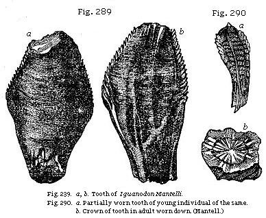Fig. 289 a, b: Tooth of Iguanodon Mantelli. Fig. 290: a. Partially worn tooth of young individual of the same; <i>b.</i> Crown of tooth in adult worn down.