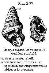 Fig. 297: Vicarya Lujani.