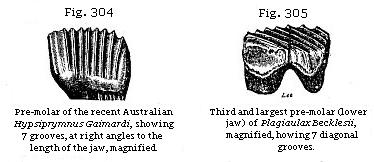 Fig. 304: Pre-molar of the recent Australian Hypsiprymnus Gaimardi, showing 7 grooves at right angles to the length of the jaw. Fig. 305: Third and largest pre-molar (lower jaw) of Plagiaulax Becklesii, showing 7 diagonal grooves.