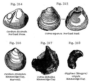 Fig. 314: Cardium dissimile. Fig. 315: Ostrea expansa. Fig. 316: Cardium striatulum. Fig. 317: Ostrea deltoidea. Fig. 318: Gryphæa (Exogyra) virgula.