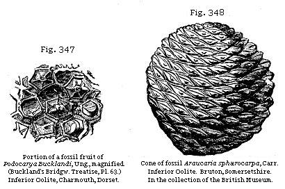Fig. 347: Portion of a fossil fruit of Podocarya Bucklandii. Fig. 348: Cone of fossil Araucaria sphærocarpa.