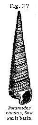 Fig. 37: Potamides cinctus.