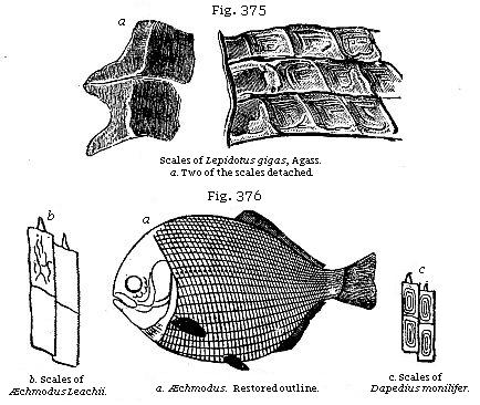 Fig. 375: Scales of Lepidotus gigas. Fig. 376: a. Scales of Æchmodus Leachii, b. Æchmodus (restored outline), c. Scales of Dapedius monilifer.