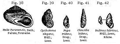 Fig. 38: Helix Turomensis. Fig. 39: Cyclostoma elegans. Fig. 40: Pupa tridens. Fig. 41: Clausilia bidens. Fig. 42: Bulimus lubricus.