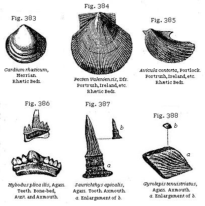Fig. 383: Cardium rhæticum. Fig. 384: Pecten Valoniensis. Fig. 385: Avicula contorta. Fig. 386: Hybodus plica ilis. Fig. 387: Saurichthys apicalis. Fig. 388: Gyrolepsis tenuistriatus.