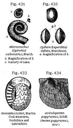 Fig. 431: Microconchus (Spirorbis) carbonarius. Fig. 432: Cythere (Leperditia) inflata. Fig. 433: Goniatites Listeri. Fig. 434: Aviculopecten papyraceus.
