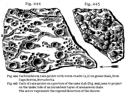 Fig. 444: Carboniferous rain-prints with worm tracks on green shale, from Cape Breton, Nova Scotia. Fig. 445: Casts of rain-prints on a portion of the same slab (Fig. 444), seen to project on the underside of an incumbent layer of arenaceous shale.