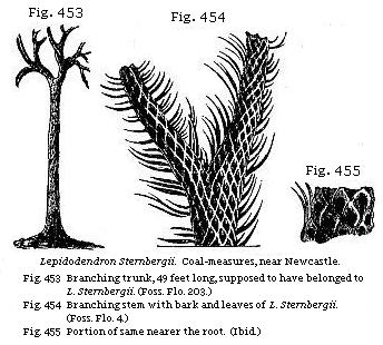 Lepidodendrum Sternbergii. Coal-measures, near Newcastle. Fig. 453: Branching trunk, 49 feet long, supposed to have belonged to L. Sternbergii. Fig. 454: Branching stem with bark and leaves of L. Sternbergii. Fig. 455: Portion of same, nearer the root.
