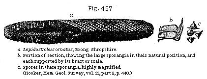 Fig. 457: a. Lepidostrobus ornatus; b. Portion of a section, showing the large sporangia in their natural position, and each supported by its bract or scale; c. Spores in these sporangia, highly magnified.