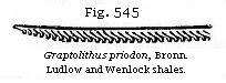 Fig. 545: Graptolithus priodon.
