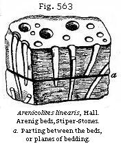 Fig. 563: Arenicolites linearis.
