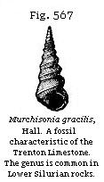 Fig. 567: Murchisonia gracilis.