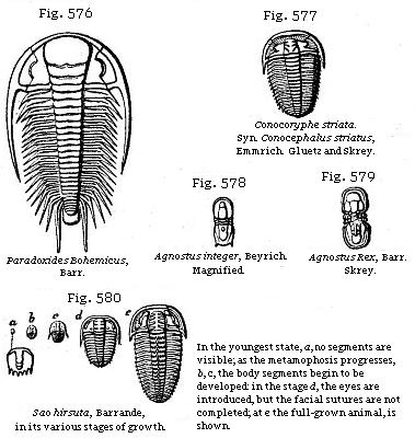 Fig. 576: Paradoxides Bohemicus. Fig. 577: Conocoryphe striata. Fig. 578: Agnostus integer. Fig. 579: Agnostus Rex. Fig. 580: Sao hirsuta in its various stages of growth.