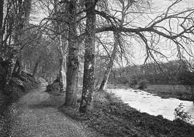 In the Woods at Buttevant In the Woods at Buttevant