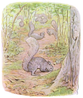 Silvertail Silvertail