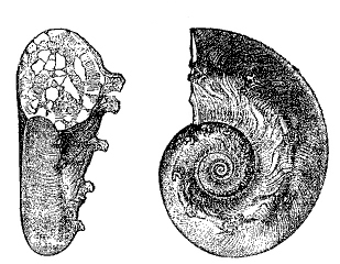 Fig. 104.