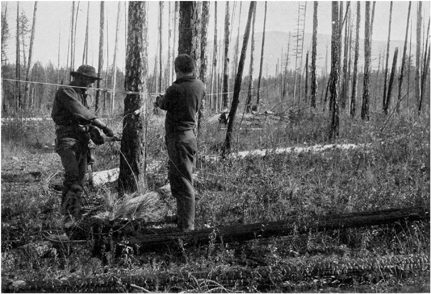 STRINGING A FOREST TELEPHONE LINE