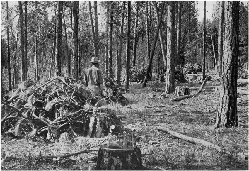 BRUSH PILING IN A NATIONAL FOREST TIMBER SALE