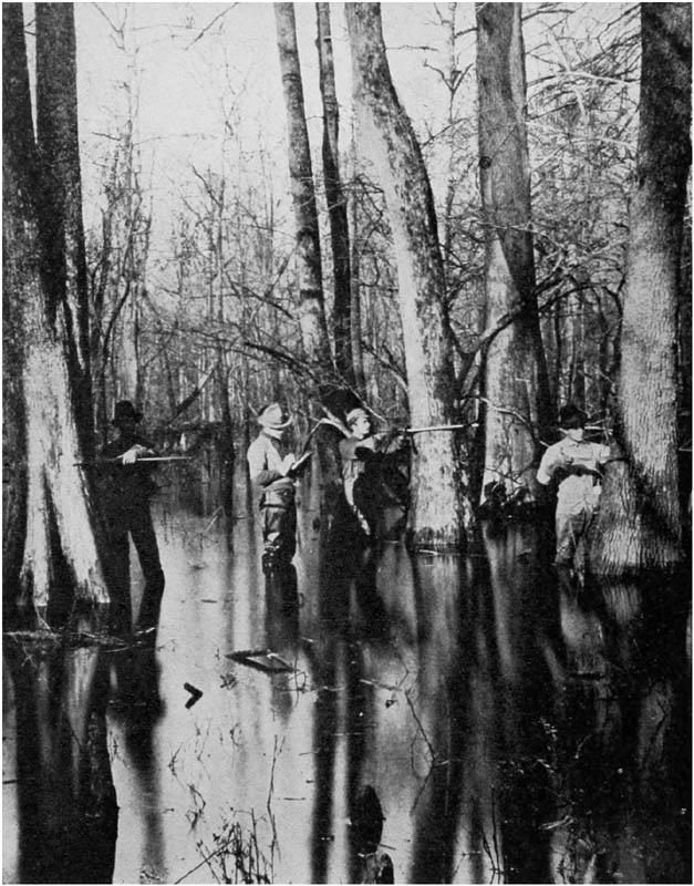 FOREST SERVICE MEN MAKING FRESH MEASUREMENTS IN THE MISSOURI SWAMPS