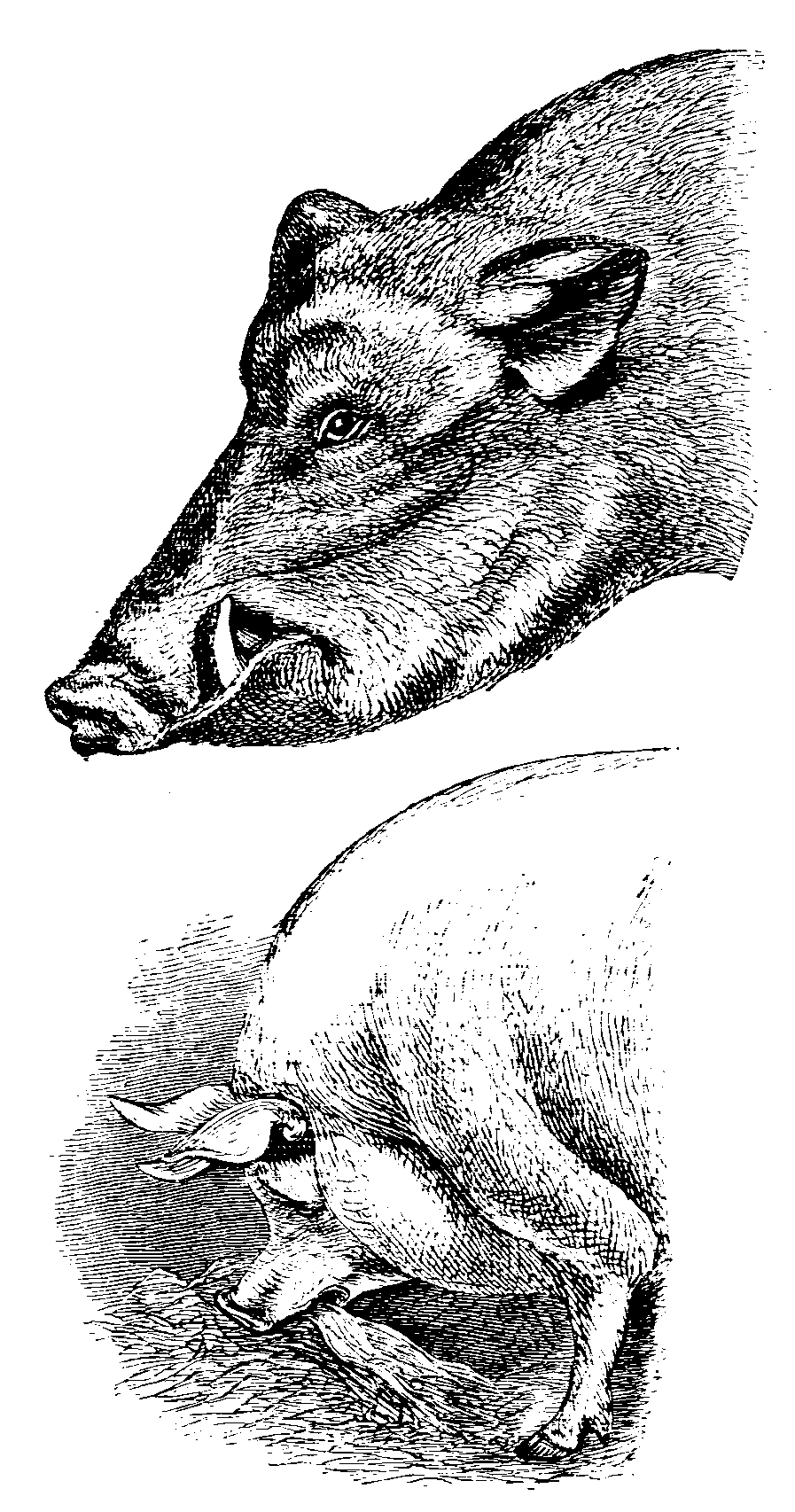 Fig. 3.--Head of Wild Boar, and of Golden Days.