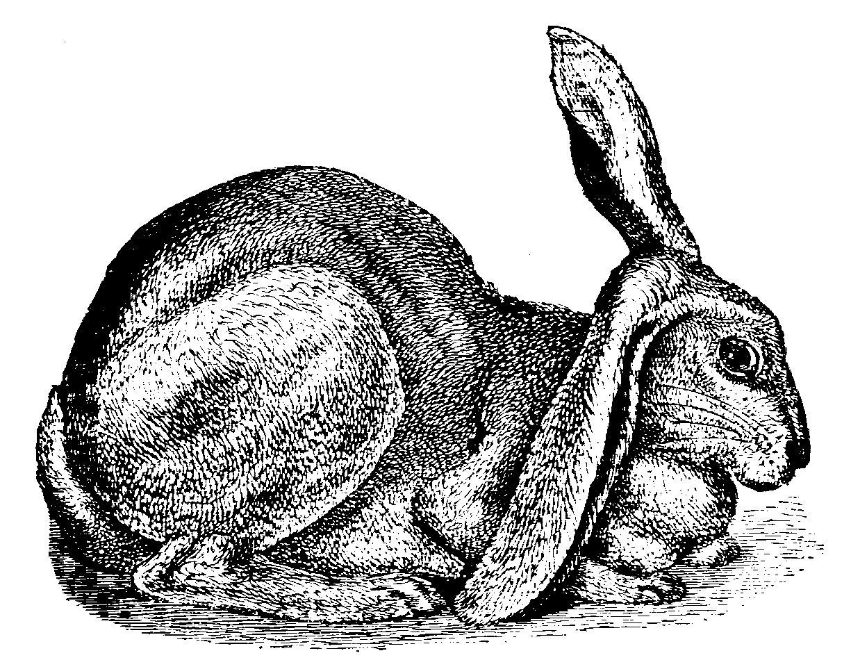 Fig. 5.--Half-lop Rabbit.