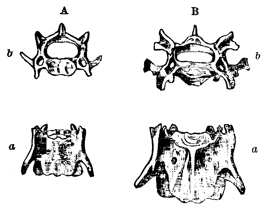 Fig. 13.--Cervical Vertebræ of Rabbits.