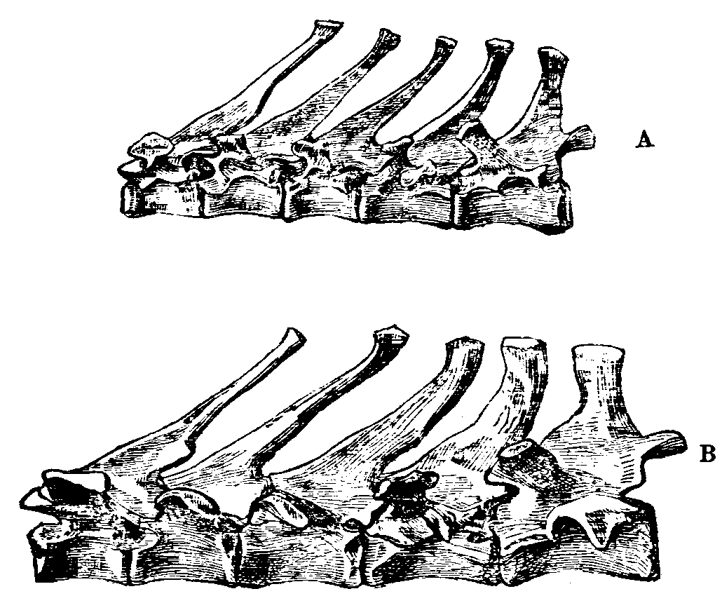 Fig. 14.--Dorsal Vertebræ of Rabbits.