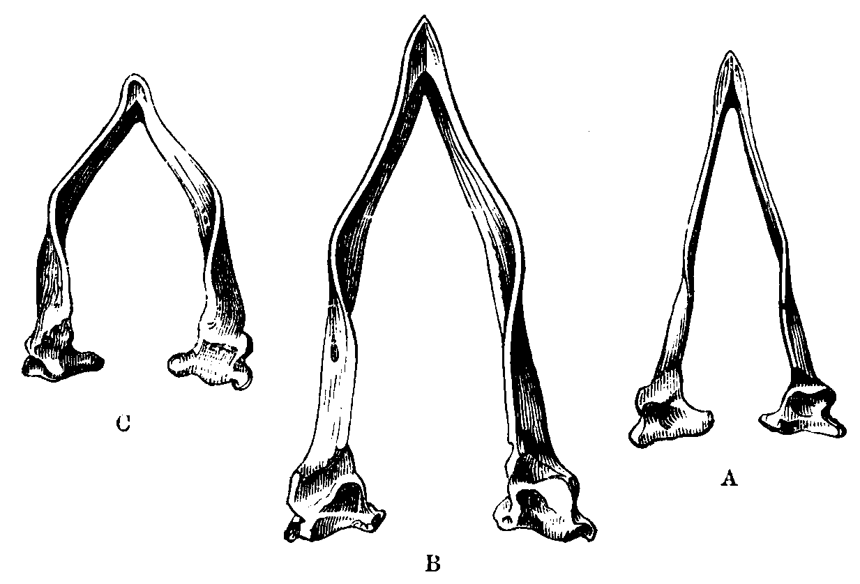 Fig. 25.--Lower jaws of Pigeons.
