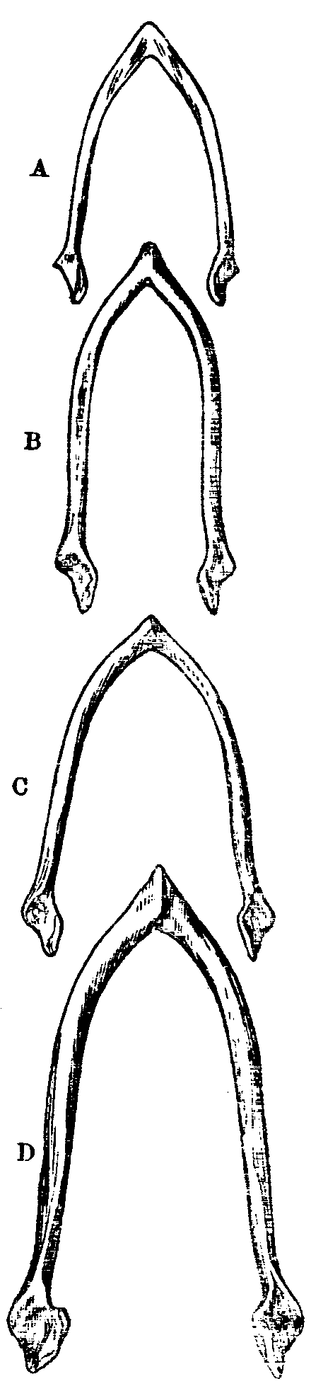 Fig. 29.-Furculæ of Pigeons.