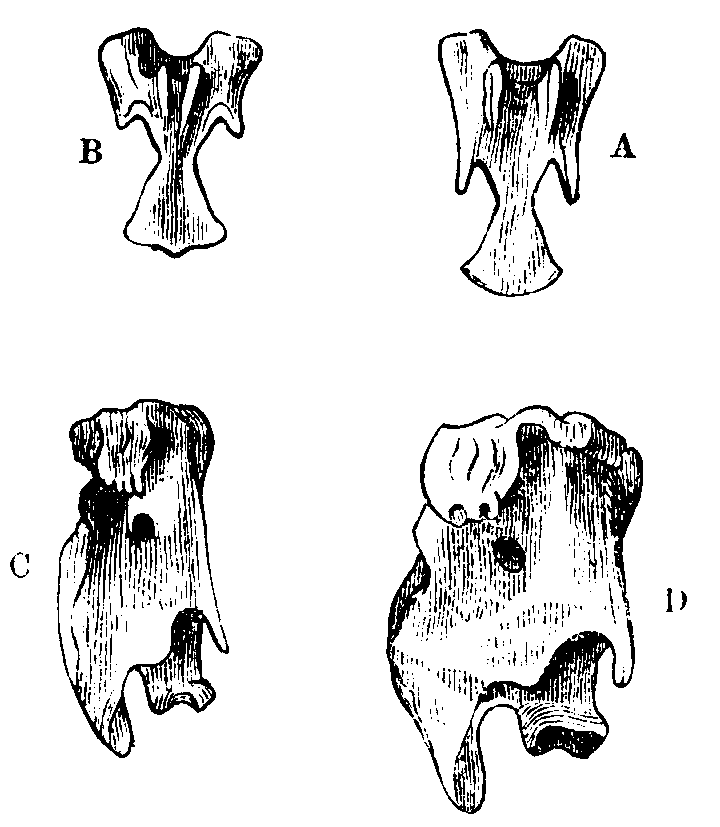 Fig. 40.--Cervical Vertebræ of Ducks.